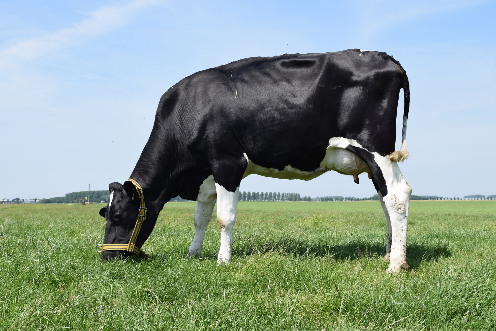 A2 melk koe in het weiland op een zonnige dag