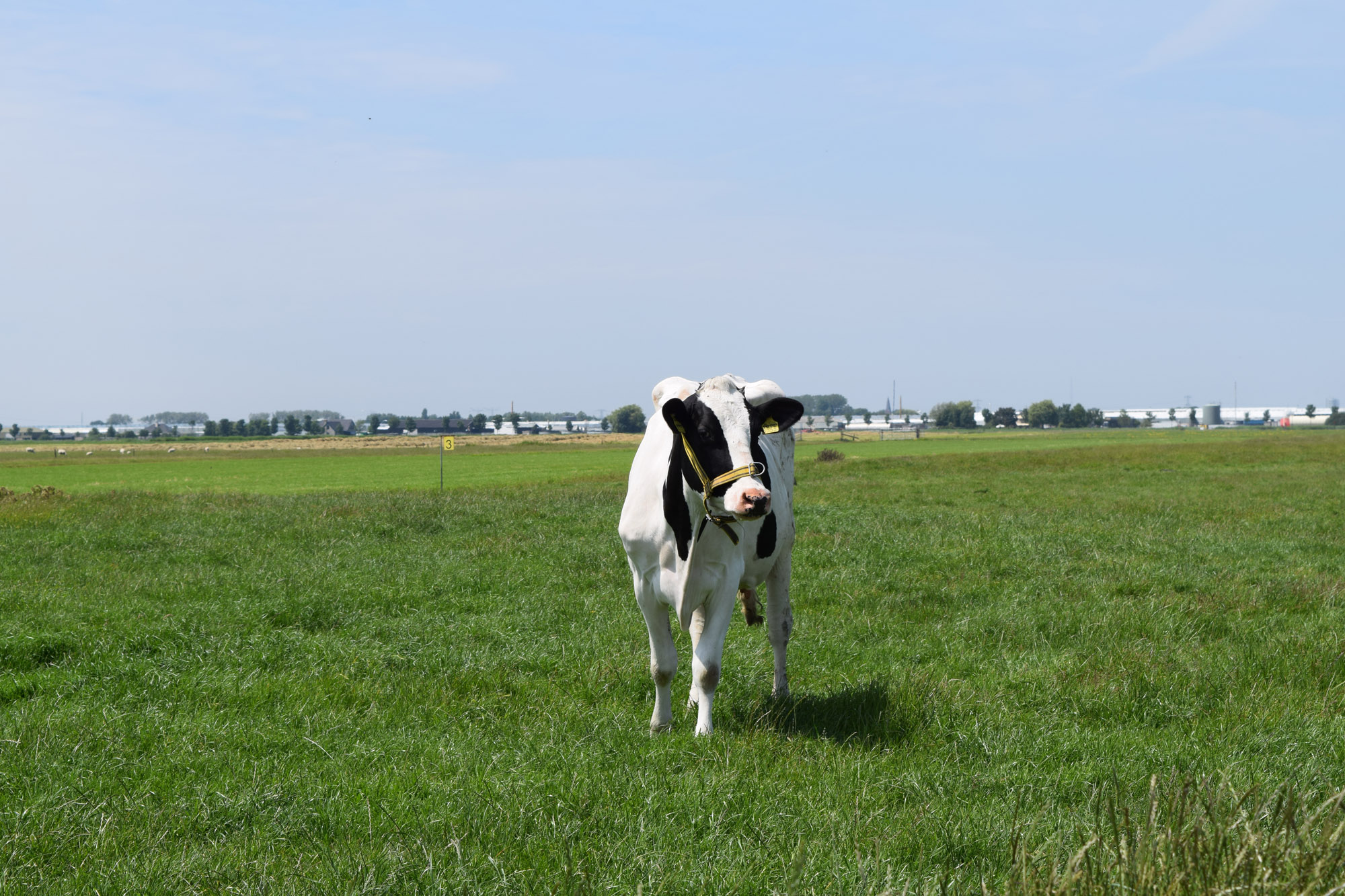 A2 melk koe in het weiland