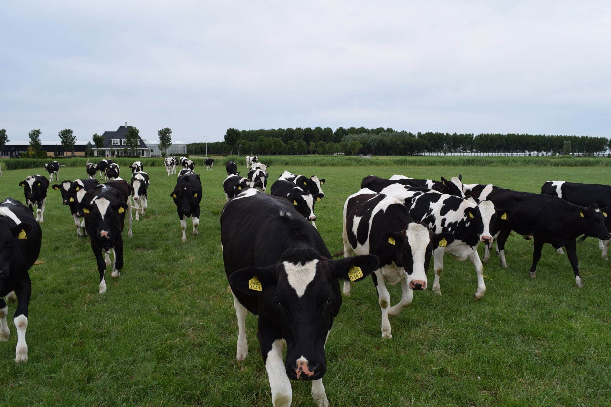 A2 melk koe tussen andere koeien in het weiland